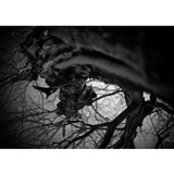 dailyPhoto16